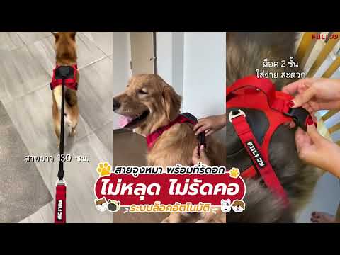 Load video: สายจูงรัดอก ยืดหดได้อัตโนมัติ - M | 2in1 Pet Harness with Built-In Leash  - M